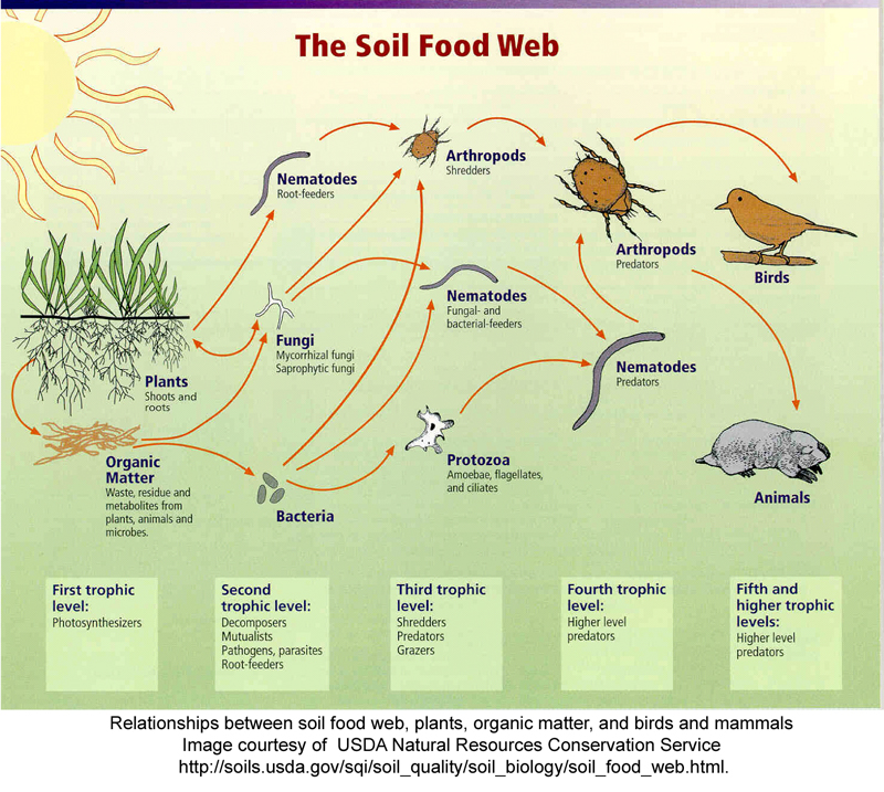 reteaua trofica din sol (soil food web) un element cheie in fertilitatea solului